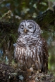 Animals-in-the-Wild;Barred-Owl;Birds-of-Prey;One;Owl;Photography;Strix-varia;avi
